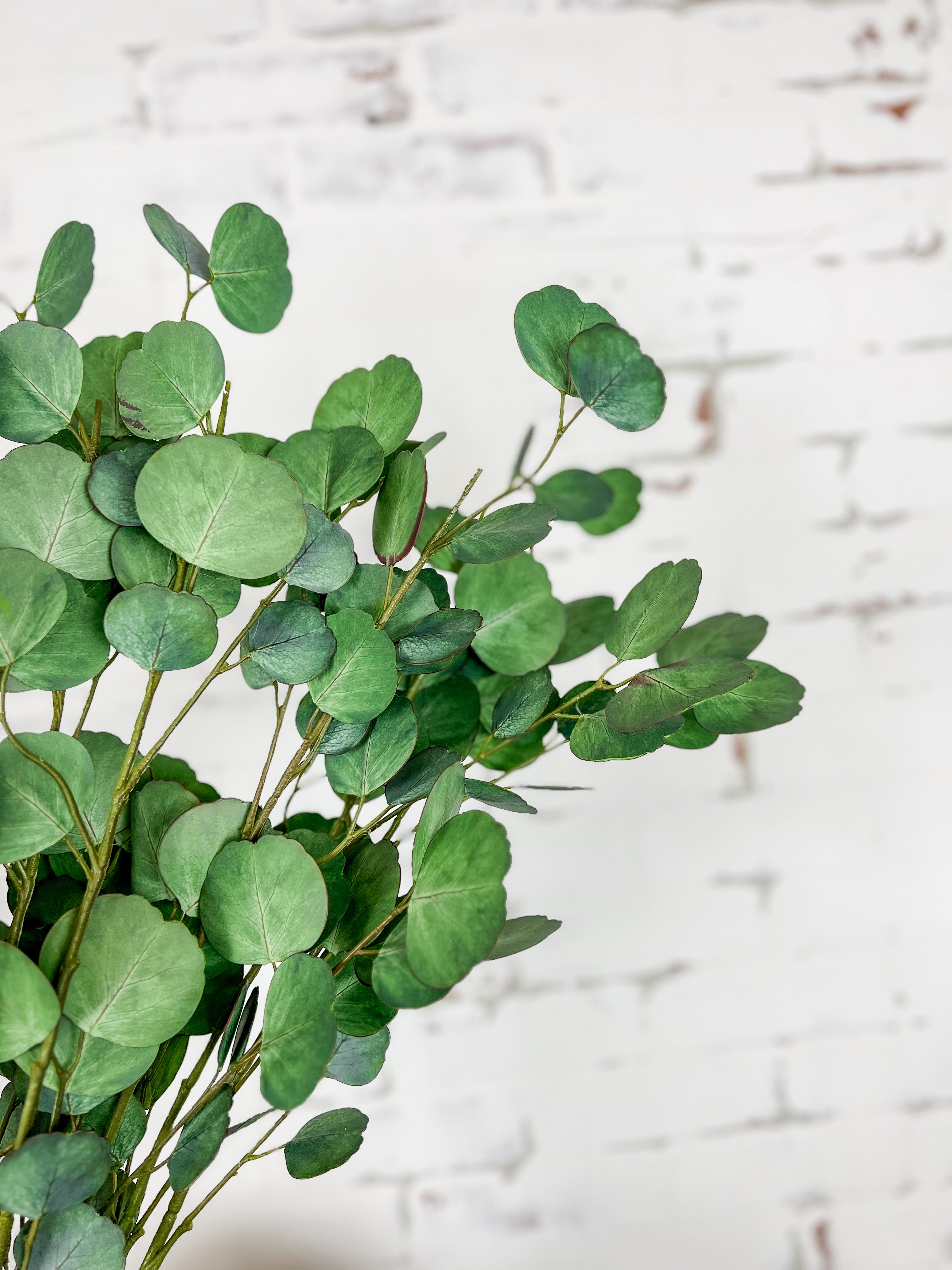 Dbl Face Eucalyptus