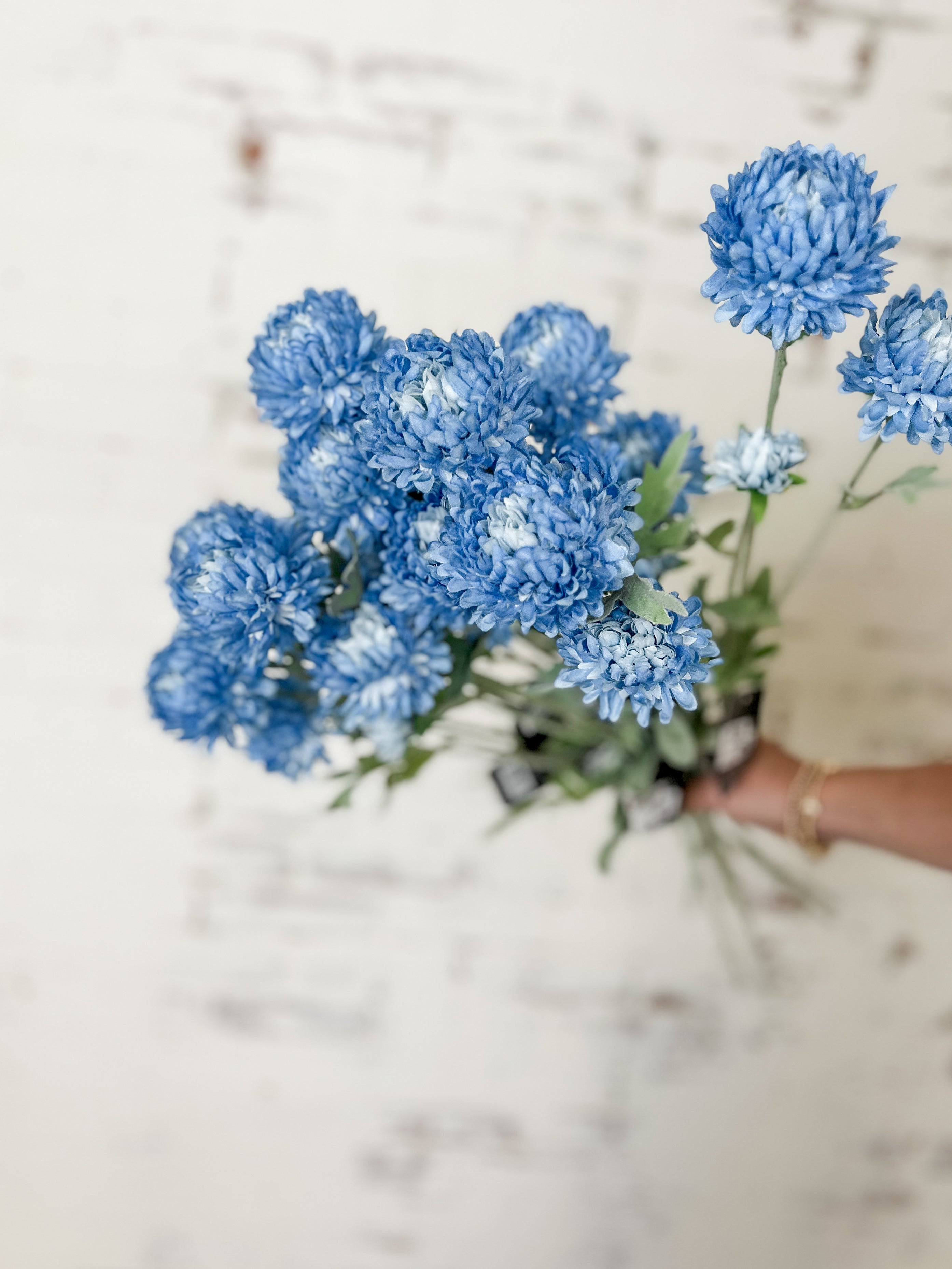 Blue Chrysanthemum Stem