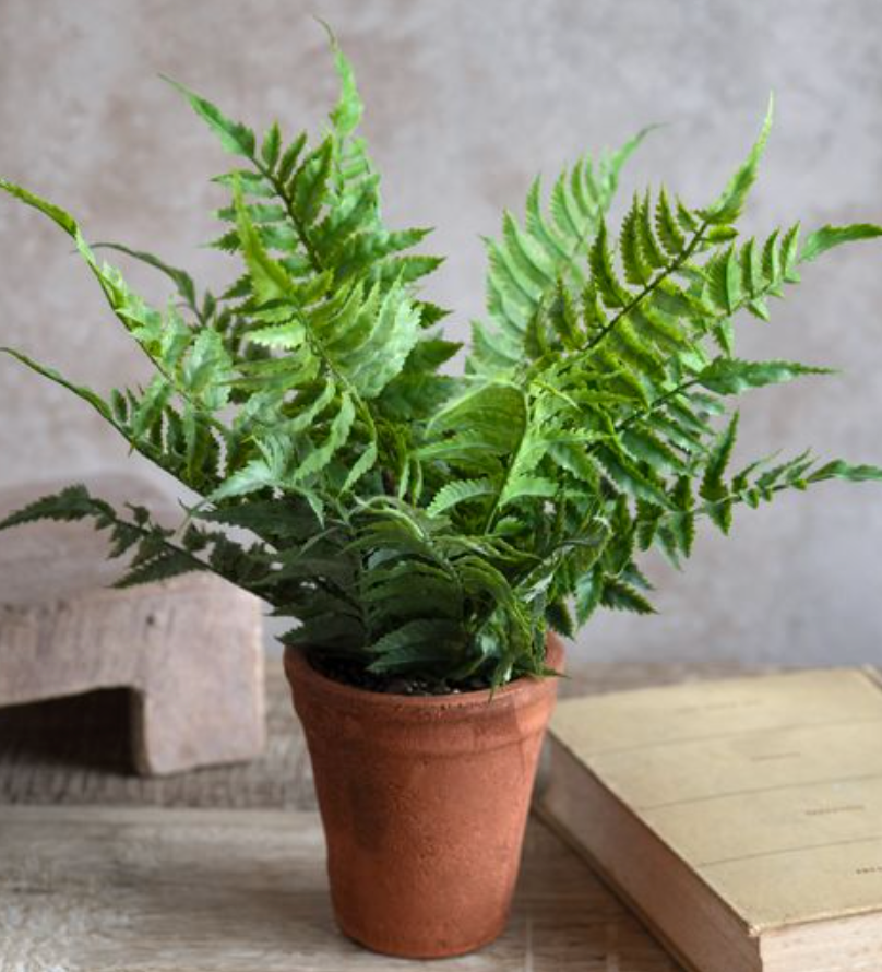 Fern In Pot