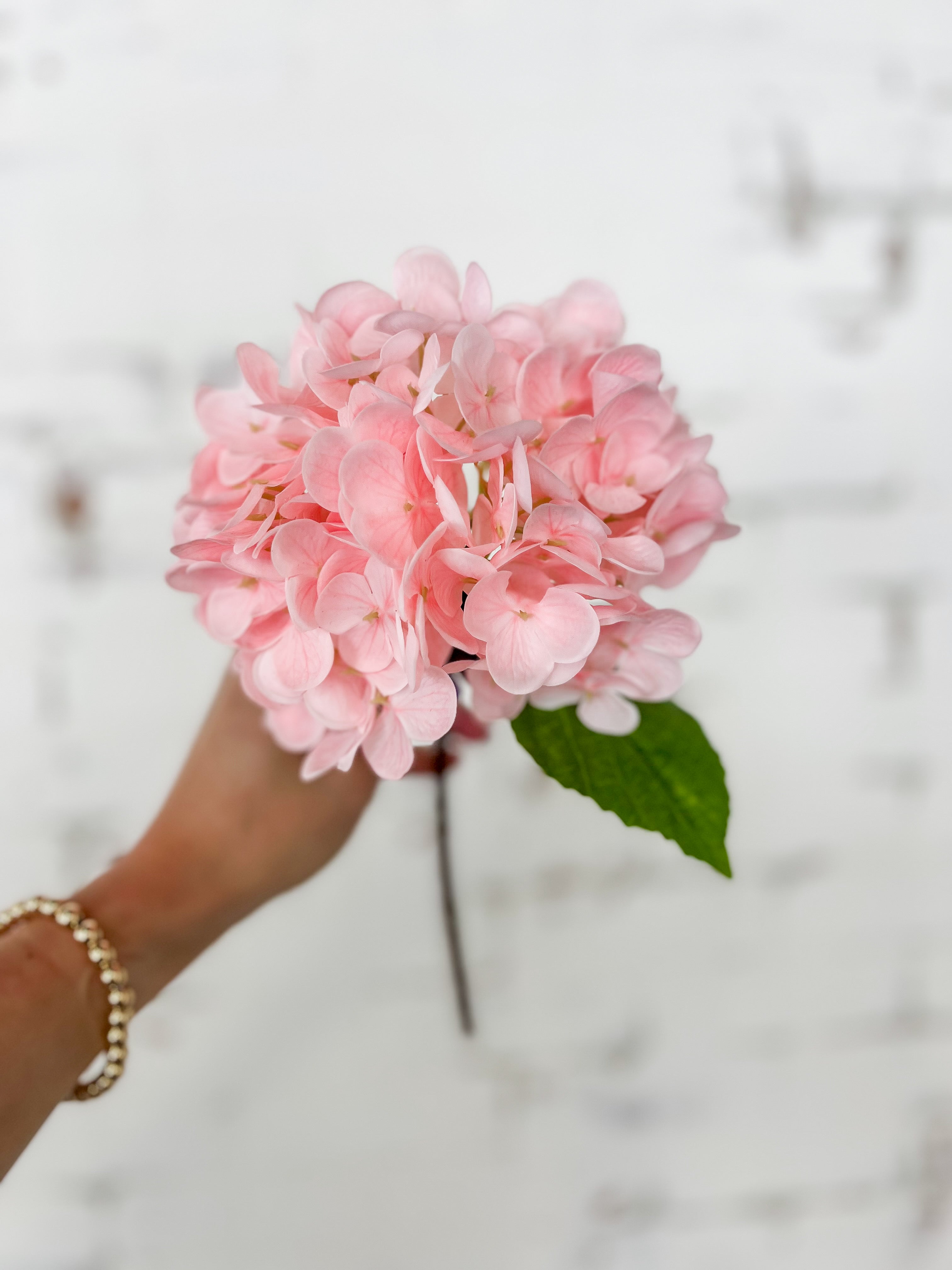 Pink Hydrangea Stem