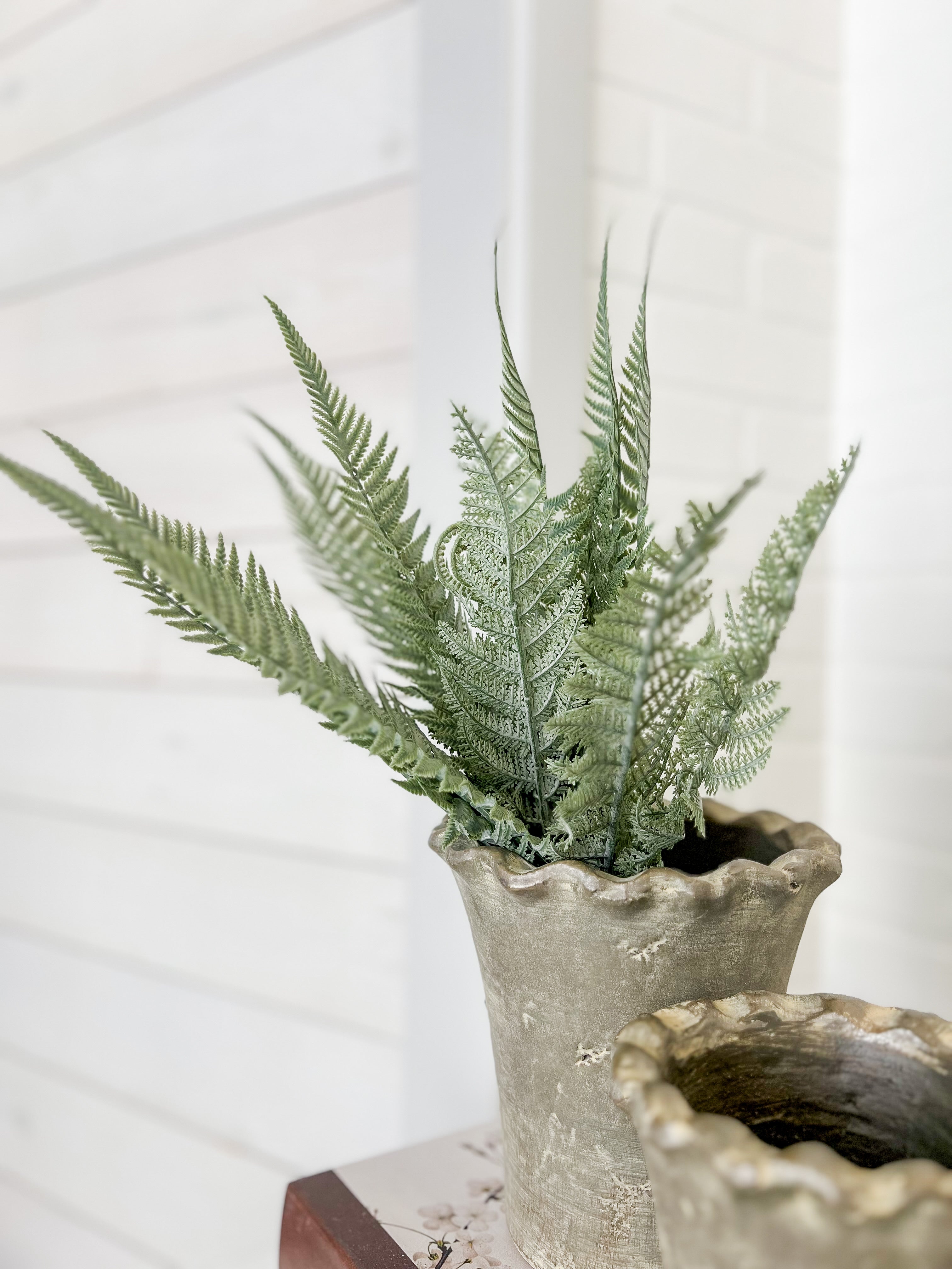 Fern Bush