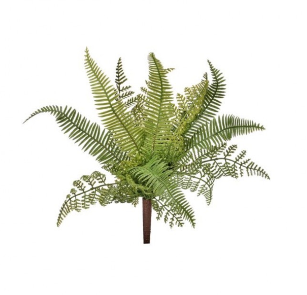 13" Mix Fern Plant