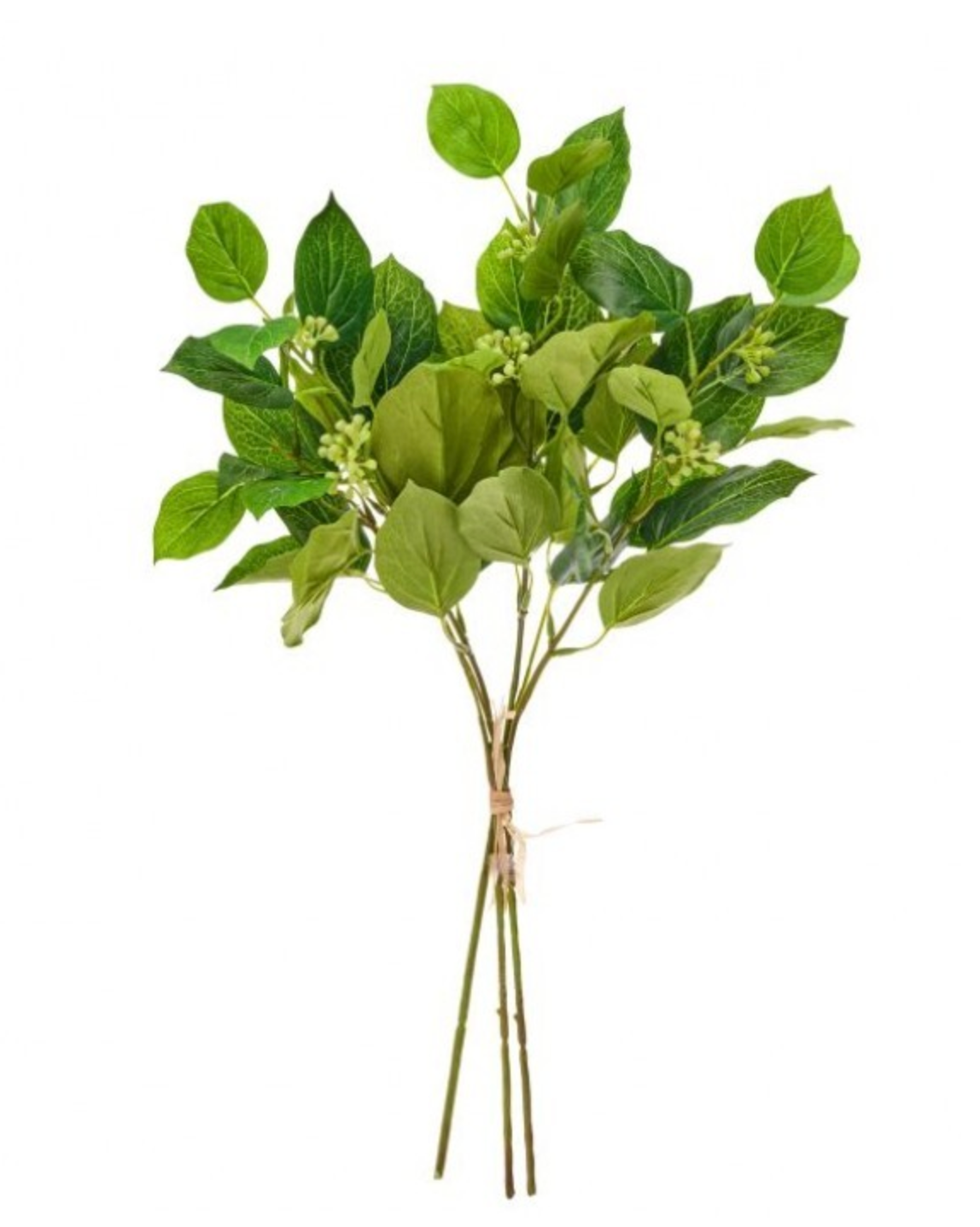 19" Seedling Beech Greenery Bundle