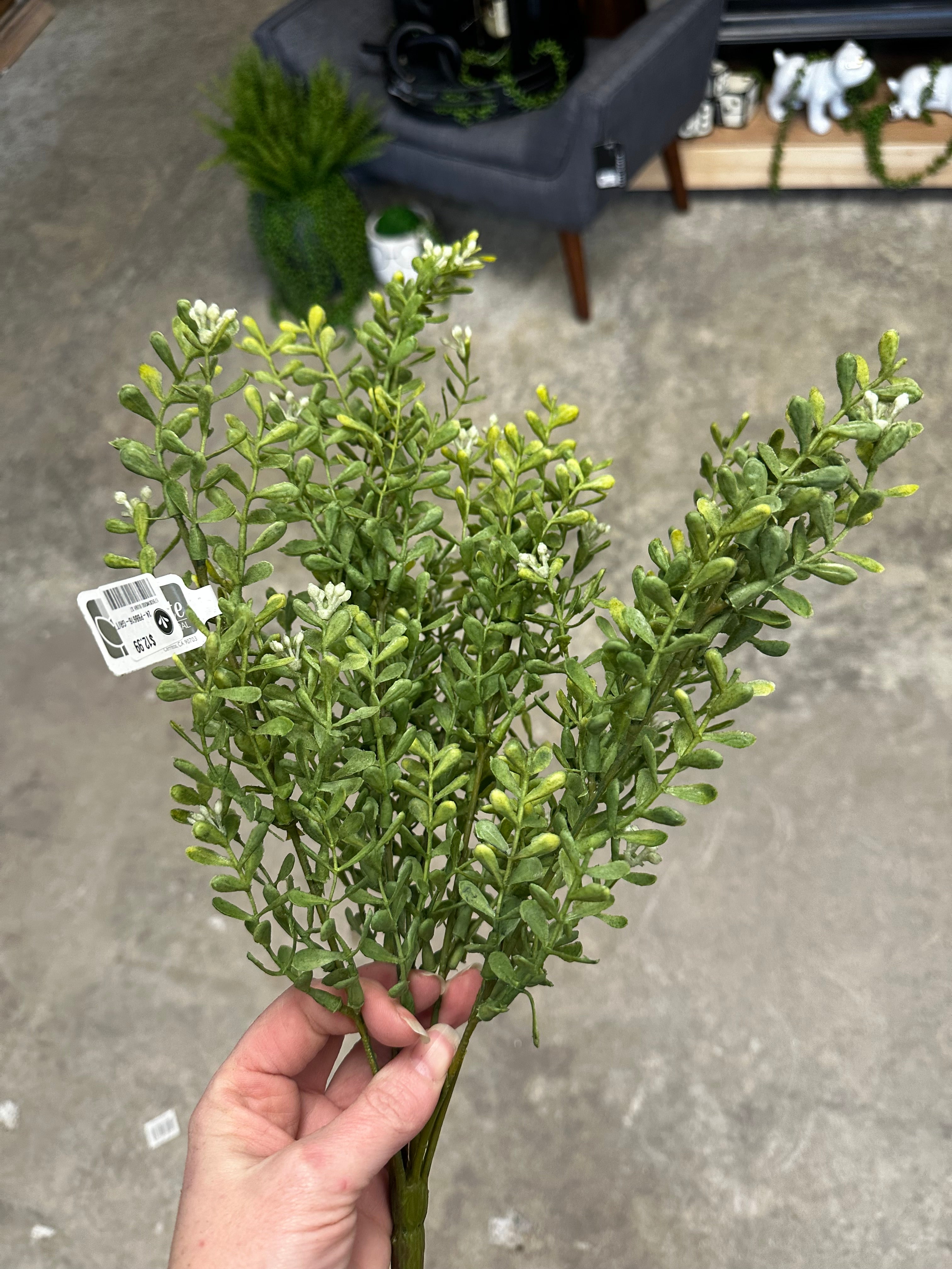 17" Boxwood Bush with Berry Tips