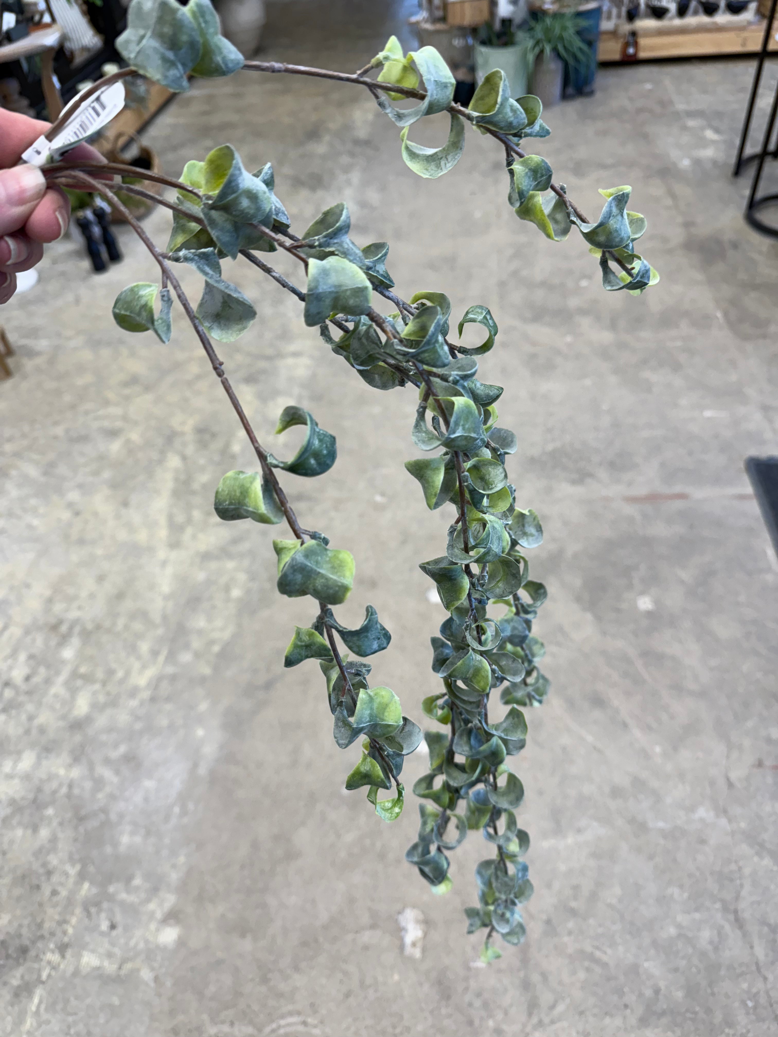 30" Curly Ficus Vine