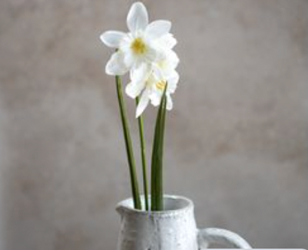 21.6 White Daffodils Stem