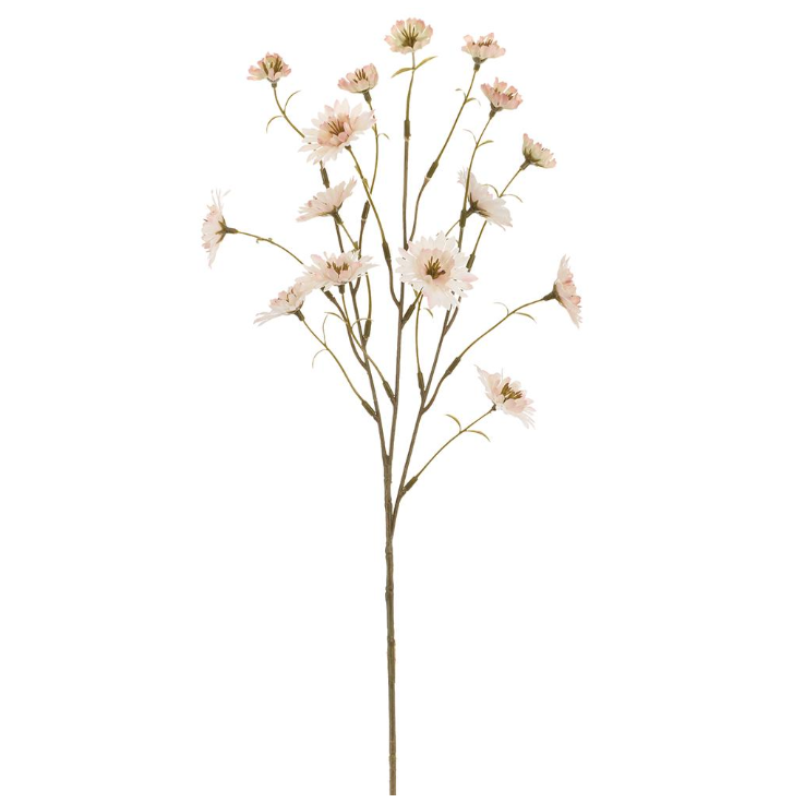 24 Primula Spray Be