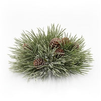 Mugo Pine Orb