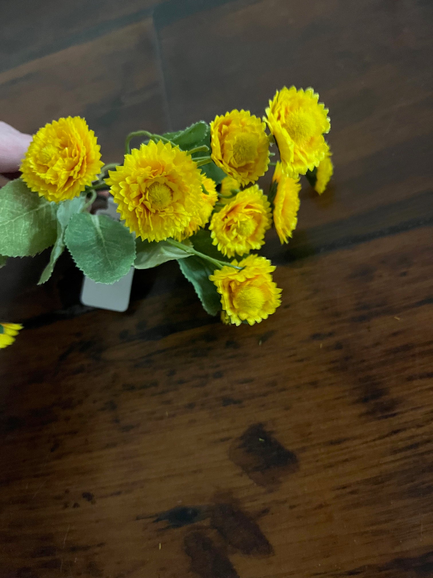 8.5 "calendula Bush Ye