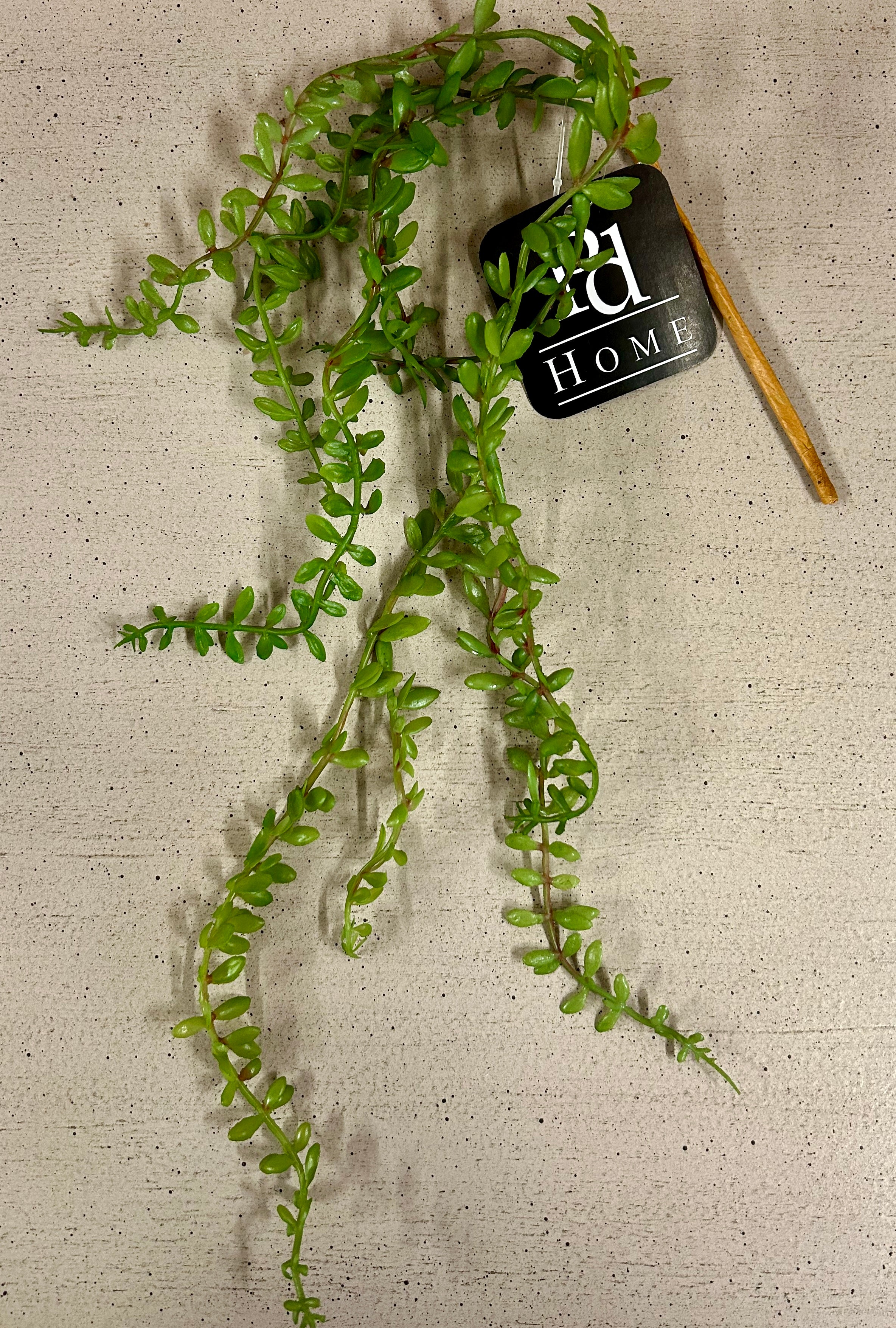 Mini Hanging Green