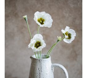 Cream Poppy Flower Stem