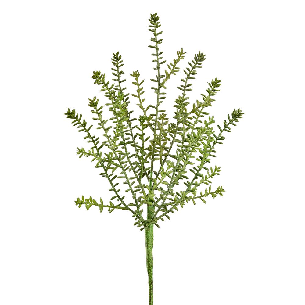 Sedum Spray Gr