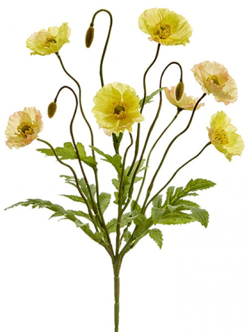 Poppy Bush X6 Yellow