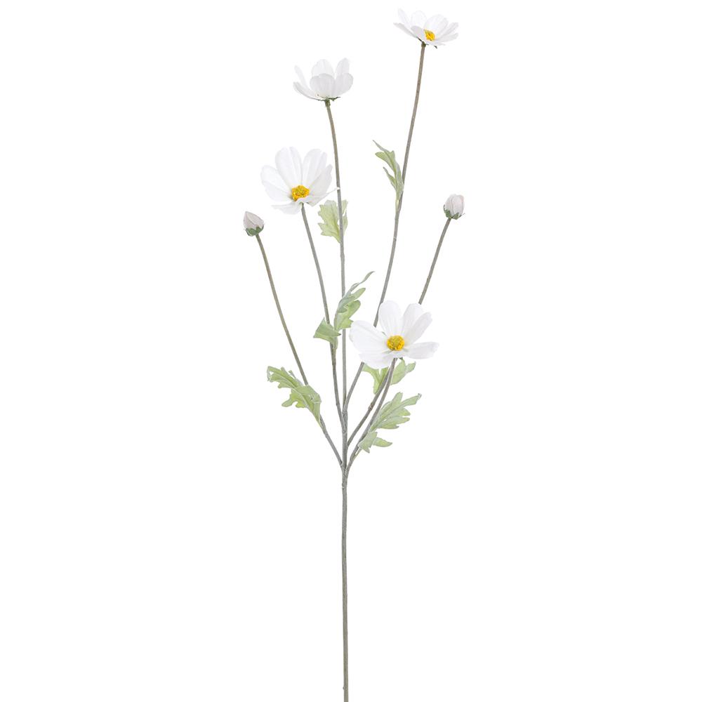 Cosmos Spray White