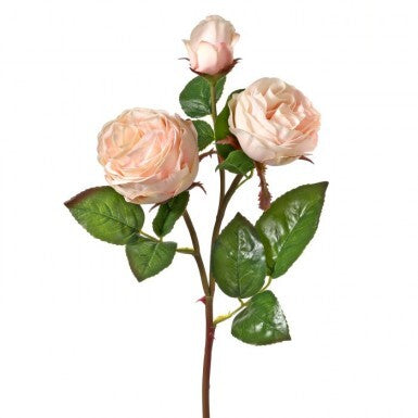 JUST CUT FLORIBUNDA ROSE X2 +BUD 21