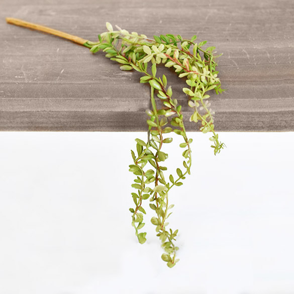 **Inner Pack** Mini Hanging Succulent