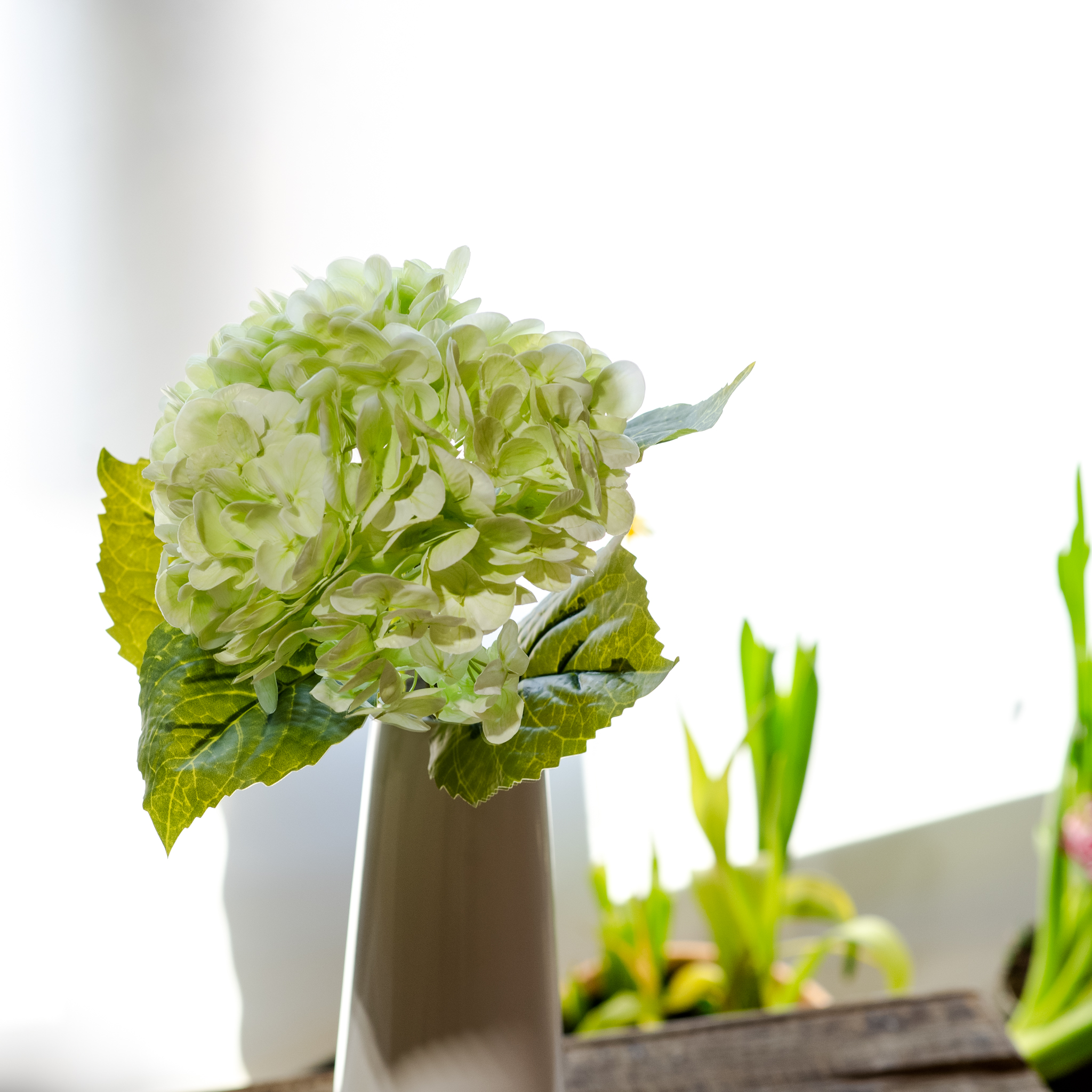 *Inner* Green Hydrangea Stem